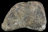 Fossil Hadrosaur Phalanx - Aguja Formation, Texas #76734-1